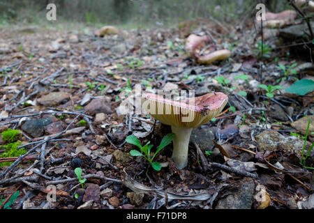 Wild mushroom, bloody brittlegill, russula sanguinea, in forest. Spain. Stock Photo