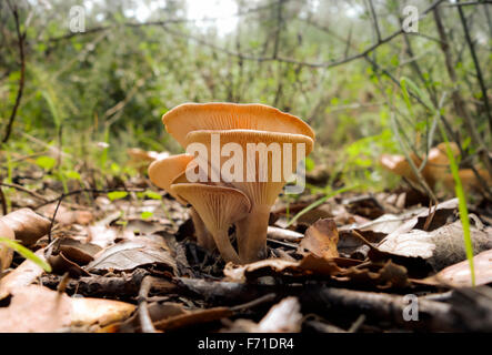 Common Funnel, Clitocybe gibba wild mushroom in forest. Spain. Stock Photo