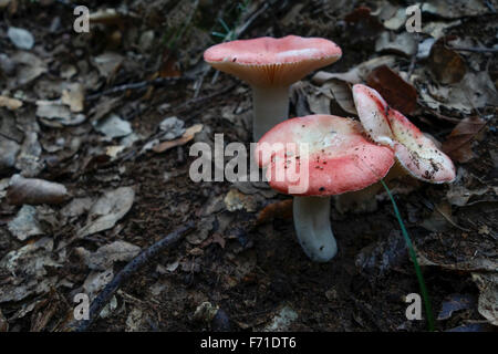 Beechwood sickener, Russula nobilis wild mushrooms in forest, Spain.