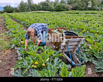Farmer harvesting mature zucchini vegetable. Stock Photo