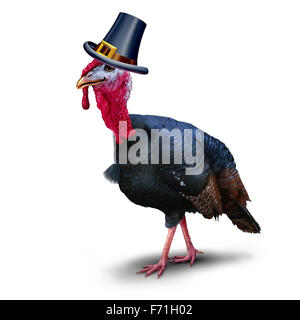 Turkey pilgrim character on a white background as seasonal thanksgiving bird wearing a hat as an autumn symbol for harvest time Stock Photo