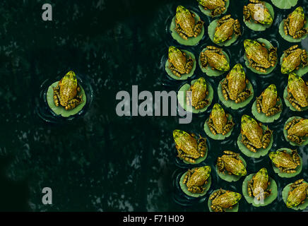 Individualism and confidence or individuality symbol and independent thinker concept as a group of green frogs resting on a lilypad on water with one individual in the opposite direction as a business icon. Stock Photo