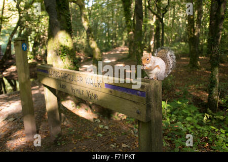 A grey squirrel sits on a walk sign post in Tehidy woods Stock Photo