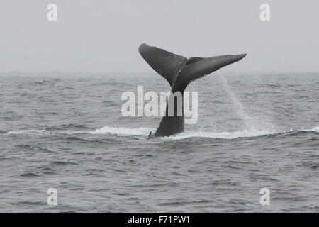 Humpback Whale off the Farallon Islands Stock Photo