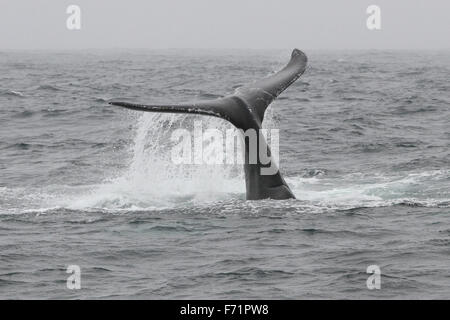 Humpback Whale off the Farallon Islands Stock Photo