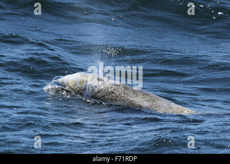 Risso's Dolphin in Monterey Bay, California Stock Photo