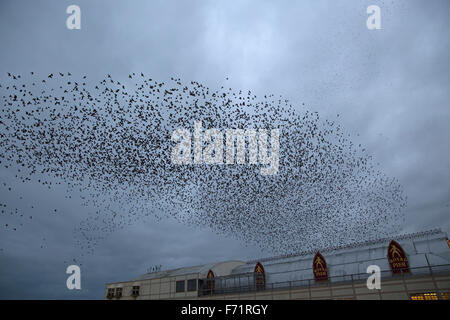 Aberystwyth, Wales, UK. 23rd November, 2015. Starling murmurations as they land to roost under the pier late afternoon in Aberystwyth Wales. Credit:  Keith Larby/Alamy Live News Stock Photo