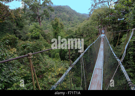 Suspension bridge in jungle, Kuala Tahan, Taman Negara National Park, Malaysia, Asia Stock Photo