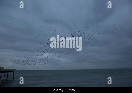 Aberystwyth, Wales, UK. 23rd November, 2015. Starling murmurations as they land to roost under the pier late afternoon in Aberystwyth Wales. Credit:  Keith Larby/Alamy Live News Stock Photo