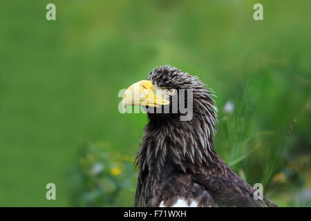 Steller's Sea Eagle Stock Photo