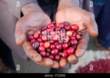 A worker at the Banko Gotiti Cooperative holds a handful of ripe red Yirgacheffe coffee berries freshly harvested November 23, 2015 in Gedeb, Ethiopia. Stock Photo