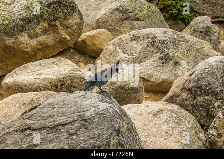 Blue Stellers Jay sitting on a rock Stock Photo