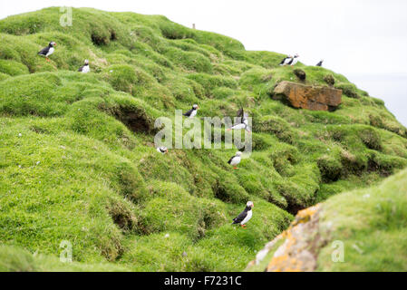 Atlantic puffins, Fratercula arctica sitting on a cliff on the Faroe Islands with ocean in the background Stock Photo