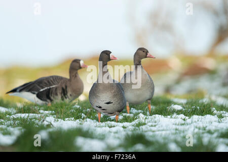 A flock of alert looking White-fronted Geese / Arctic geese / Blessgaense ( Anser albifrons ) on a snow covered meadow, , wildlife, Europe. Stock Photo