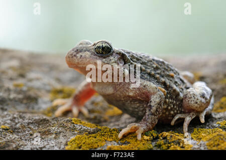 Close up of a Common midwife toad / Geburtshelferkröte ( Alytes obstetricans ) sitting on rocks of an old quarry. Stock Photo
