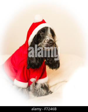 A blue roan Cocker Spaniel dog looking miserable in a Christmas Santa costume Stock Photo