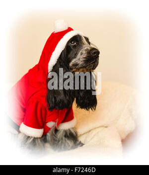 A blue roan Cocker Spaniel dog looking miserable in a Christmas Santa costume Stock Photo