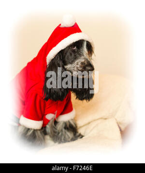 A blue roan Cocker Spaniel dog looking miserable in a Christmas Santa costume Stock Photo