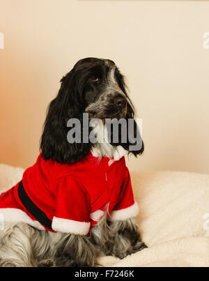 A blue roan Cocker Spaniel dog looking miserable in a Christmas Santa costume Stock Photo