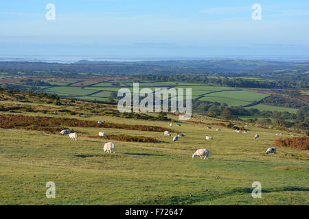 Sheep grazing on Whitchurch Common, Dartmoor National Park, Devon, England Stock Photo