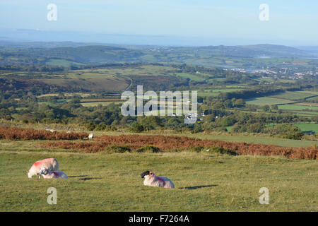 Looking towaards the Devonshire coast with sheep on Whitchurch Common, Dartmoor National Park, Devon, England Stock Photo