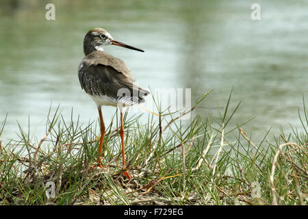 Sandpipers are most often seen poking in the sand for insects. Unlike most birds, Stock Photo