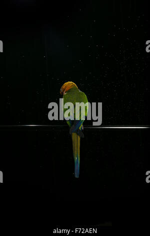 A Jenday Conure facing away from the camera, having a bath. Stock Photo