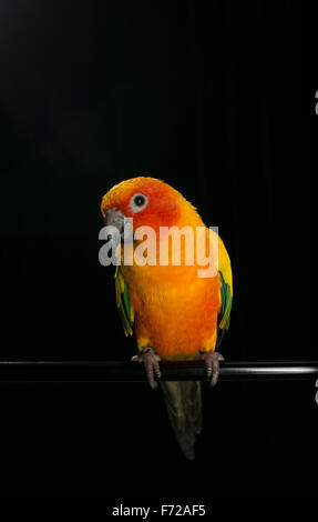 A Sun Conure perches itself and poses for the camera. Stock Photo