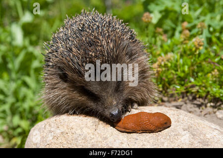 Western hedgehog, European hedgehog, with slug, Europäischer Igel, frisst Nacktschnecke, Garten, Westigel, Erinaceus europaeus Stock Photo