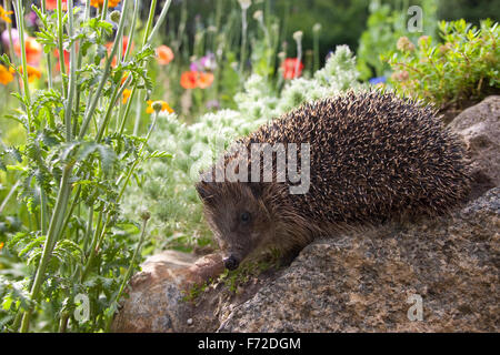 Western hedgehog, European hedgehog, garden, Europäischer Igel, Garten, Westigel, Braunbrustigel, Erinaceus europaeus, Hérisson Stock Photo