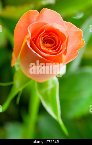 detail of orange rose flower Stock Photo