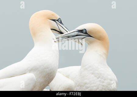 Gannets  breeding colony at bass rock at the Firth of Forth, North Berwick, Scotland,UK Stock Photo