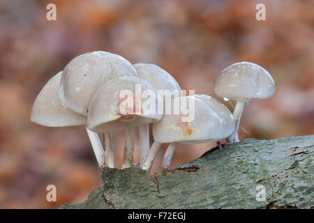 Porcelain fungi Oudemansiella mucida on beech trunk in autumn Stock Photo