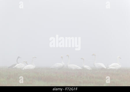 Flock of Whooper Swans with one Bewick’s swan in autumn. Europe Stock Photo