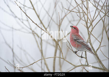 Male Pine Grosbeak (Pinicola enucleator). Europe Stock Photo