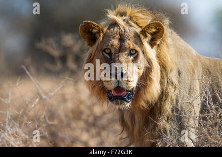 Large mean looking African Lion, Kgalagadi Transfrontier Park SOUTH AFRICA Stock Photo