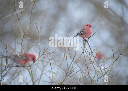 Male Pine Grosbeak (Pinicola enucleator). Europe Stock Photo