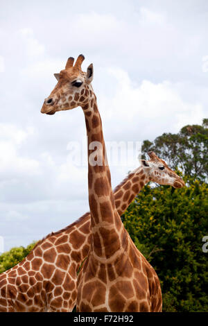 Giraffe, Taronga Zoo Sydney, Taronga Zoo, Mosman, Sydney, NSW, New South Wales, Australia Stock Photo
