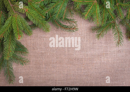 Spruce branches on sackcloth. Stock Photo