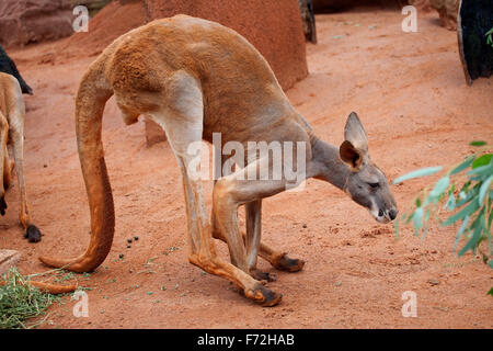 Kangaroo, Taronga Zoo Sydney, Taronga Zoo, Mosman, Sydney, NSW, New South Wales, Australia Stock Photo