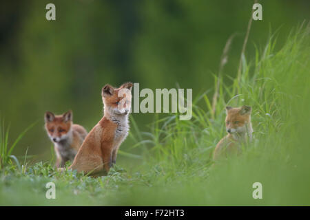 Red Fox kits (Vulpes vulpes). Europe Stock Photo