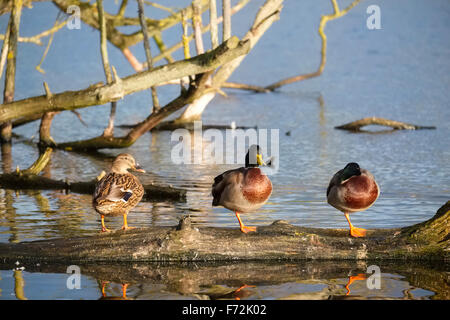 Mallard ducks perched on a branch at the Mere, Ellesmere, North Shropshire, England, UK Stock Photo