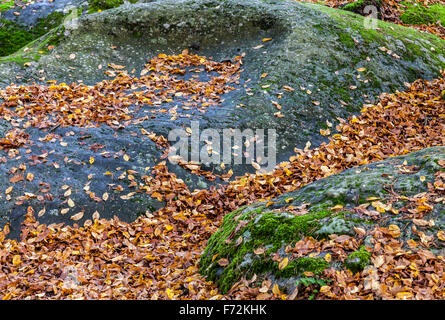 Autumn leaves on characteristic stones located in Fontainebleau Forest in Central France. Stock Photo