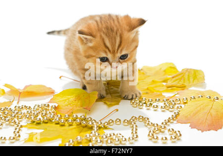 Little British kitten and autumn leaves on a white background. not isolated