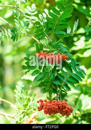 Red Ripe rowan fruits on the tree Stock Photo