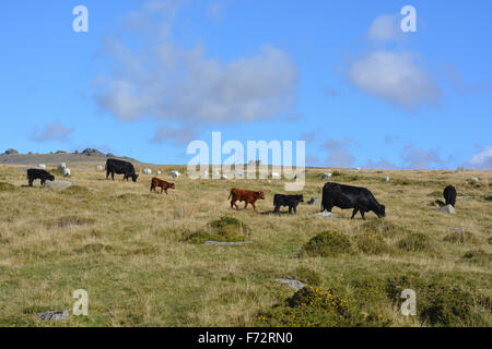 Cattle & sheep graze on Walkhampton Common. Little Mis Tor and Great Mis Tor on the horizon. Merrivale, Dartmoor National Park. Stock Photo