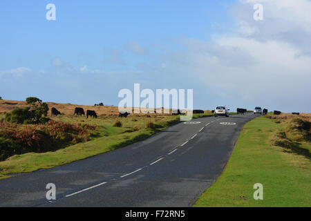 Herd of cattle crossing the  road from Whitchurch Common towards Cox Tor and causing the traffic to stop.  Dartmoor, Devon. Stock Photo