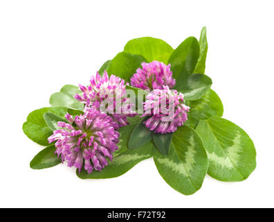 Red clover isolated on white Stock Photo