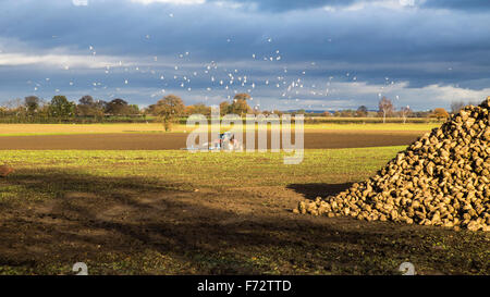 Sugar beet pile in field with tractor drilling seed and seagulls flying above Stock Photo