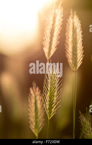 Meadow Barley (Hordeum secalinum) flower spikes backlit by sunshine Stock Photo